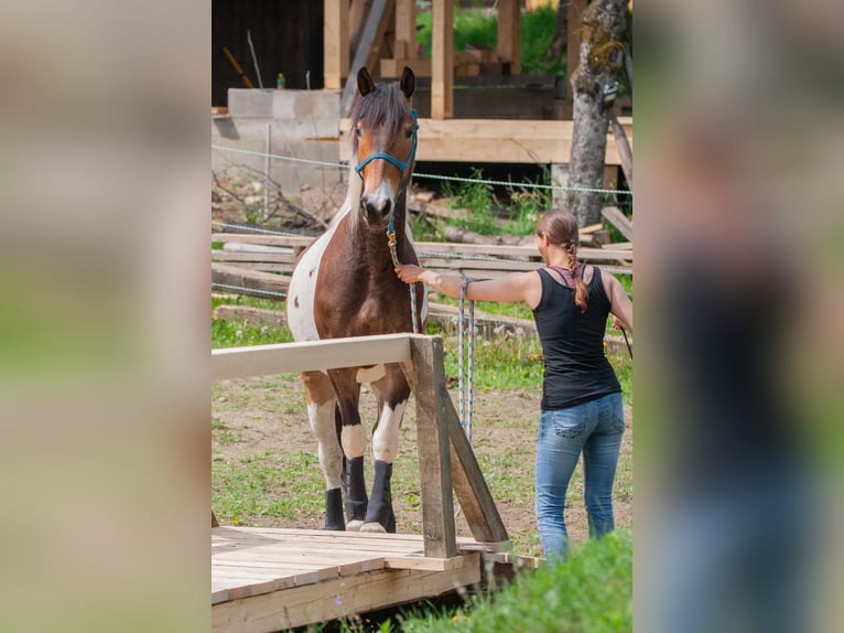 Pintos Ruin 5 Jaar 158 cm Gevlekt-paard in V&#xF6;lkermarkt