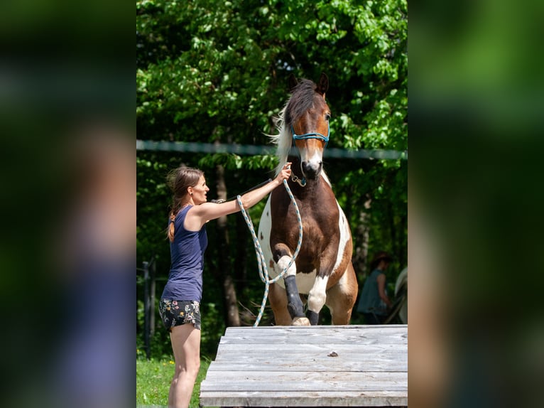 Pintos Ruin 5 Jaar 158 cm Gevlekt-paard in V&#xF6;lkermarkt