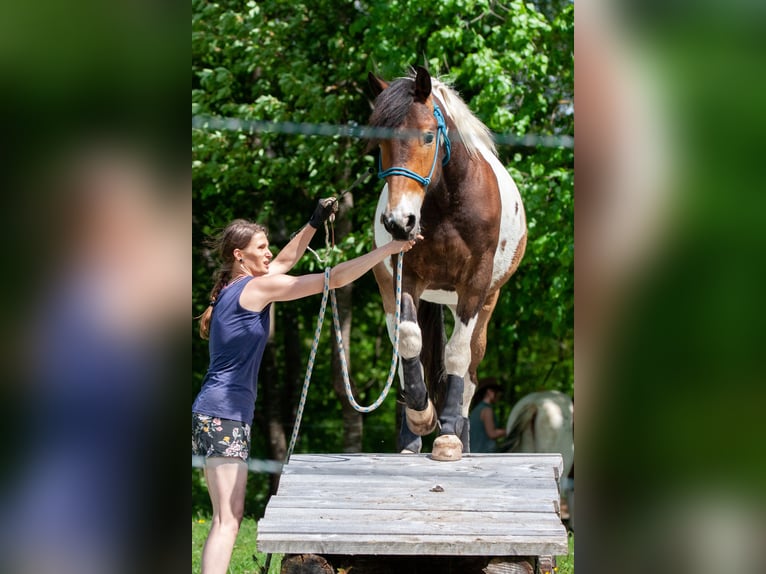 Pintos Ruin 5 Jaar 158 cm Gevlekt-paard in V&#xF6;lkermarkt