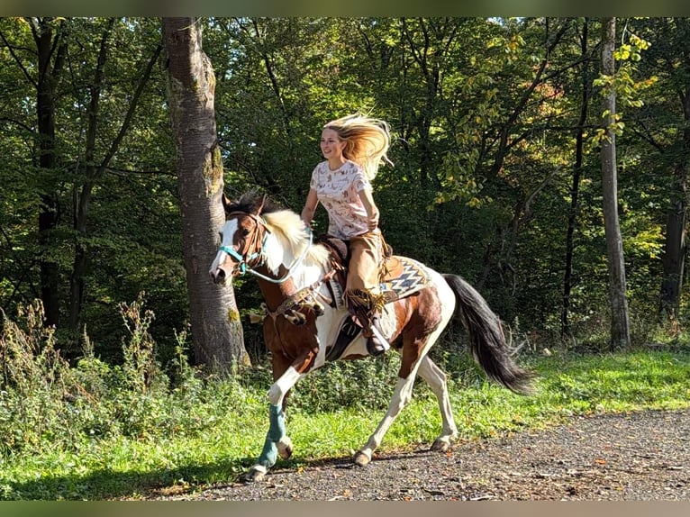 Pintos Ruin 5 Jaar 160 cm Gevlekt-paard in Linkenbach