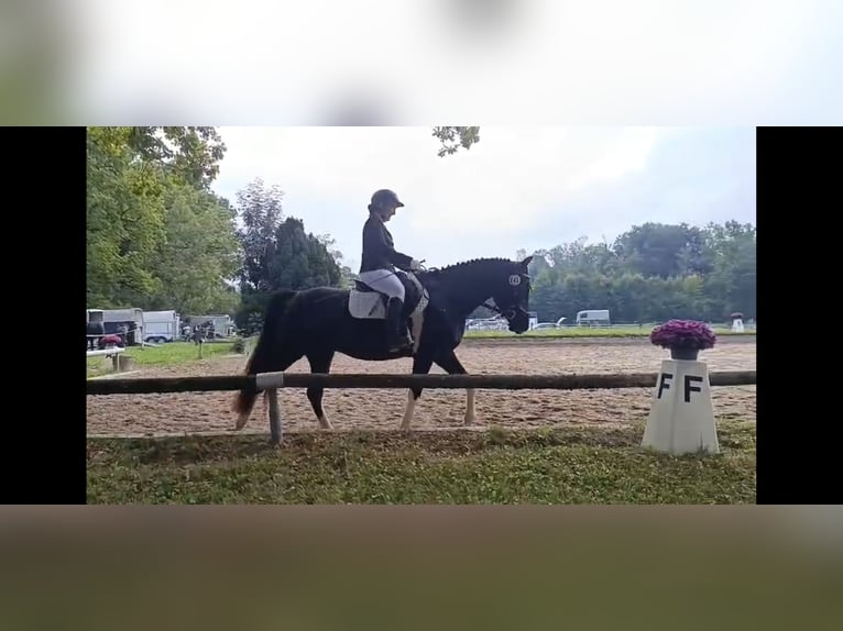 Pintos Ruin 5 Jaar Gevlekt-paard in Bad Endorf