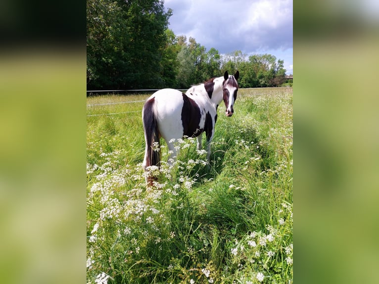 Pintos Mix Ruin 6 Jaar 150 cm Gevlekt-paard in Hannover