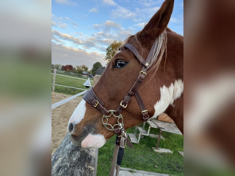 Pintos Ruin 6 Jaar 155 cm Gevlekt-paard in Seevetal