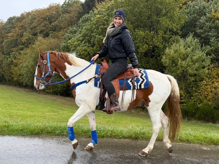 Pintos Ruin 6 Jaar 158 cm Gevlekt-paard in Linkenbach