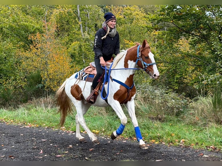 Pintos Ruin 6 Jaar 158 cm Gevlekt-paard in Linkenbach