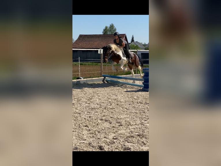 Pintos Mix Ruin 7 Jaar 145 cm Gevlekt-paard in Hohenstein
