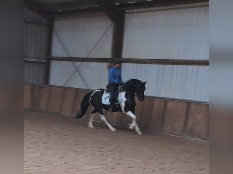 Pintos Ruin 7 Jaar 147 cm Gevlekt-paard in Oud Gastel