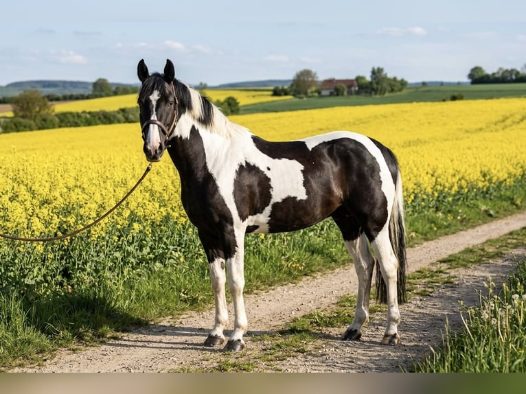 Pintos Ruin 7 Jaar 160 cm Gevlekt-paard in Mühlhausen