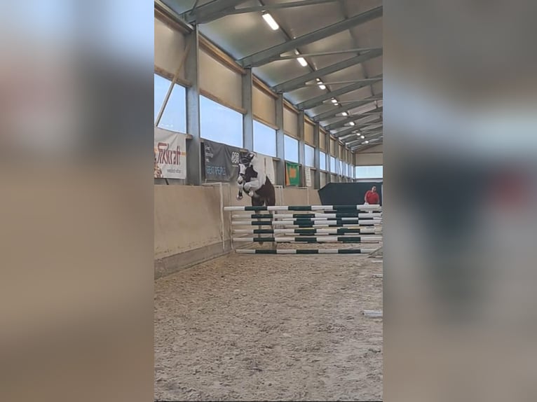 Pintos Ruin 7 Jaar 170 cm Gevlekt-paard in St Marein bei Graz