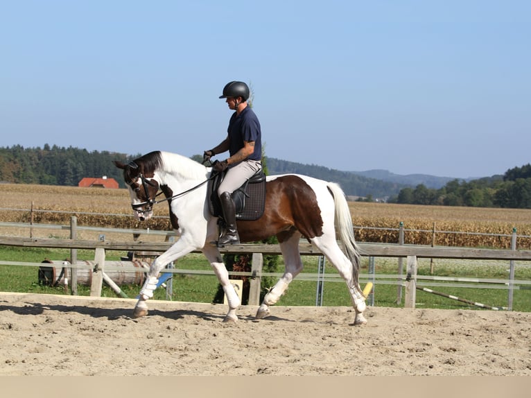 Pintos Ruin 7 Jaar 170 cm Gevlekt-paard in St Marein bei Graz