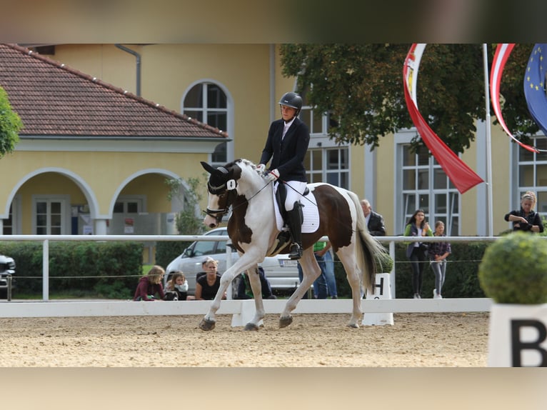 Pintos Ruin 7 Jaar 170 cm Gevlekt-paard in St Marein bei Graz