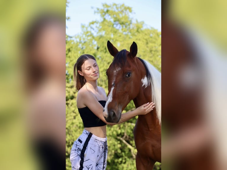 Pintos Mix Ruin 8 Jaar 150 cm Gevlekt-paard in Overath