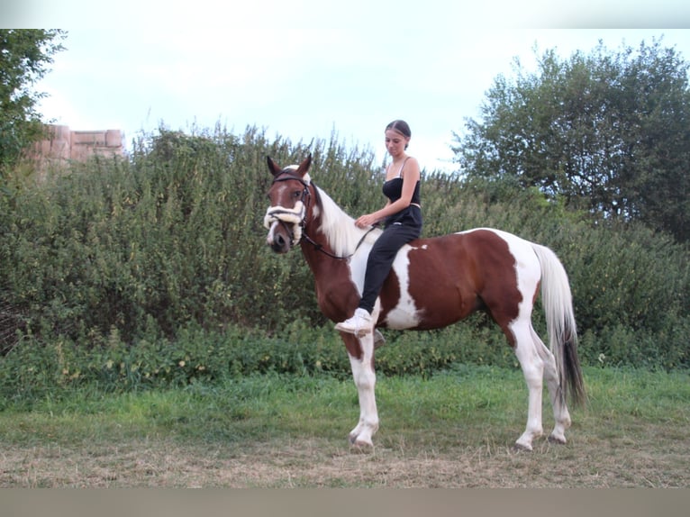 Pintos Mix Ruin 8 Jaar 150 cm Gevlekt-paard in Overath