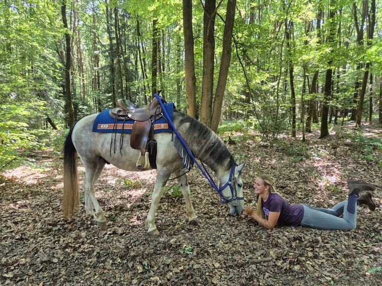 Pintos Ruin 8 Jaar 152 cm Gevlekt-paard in Linkenbach