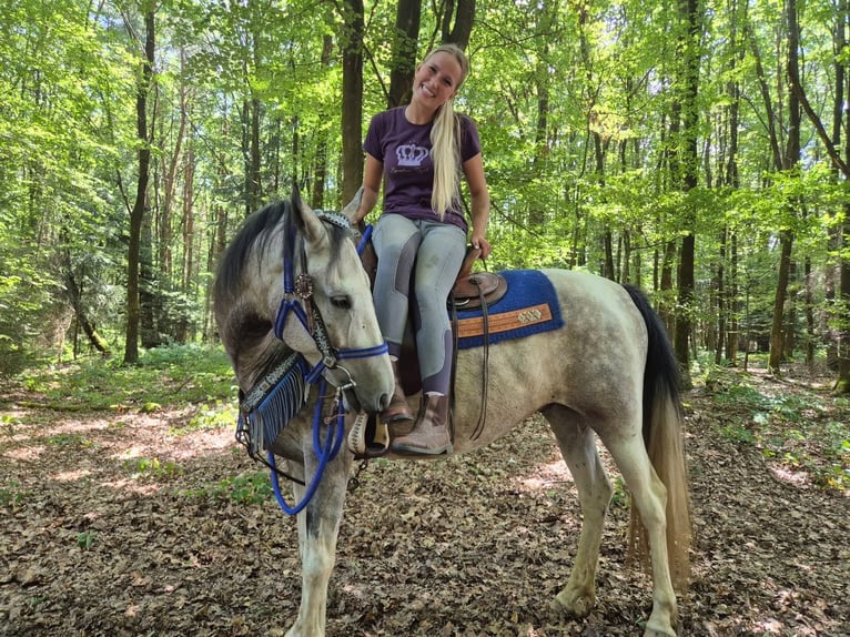 Pintos Ruin 8 Jaar 152 cm Gevlekt-paard in Linkenbach