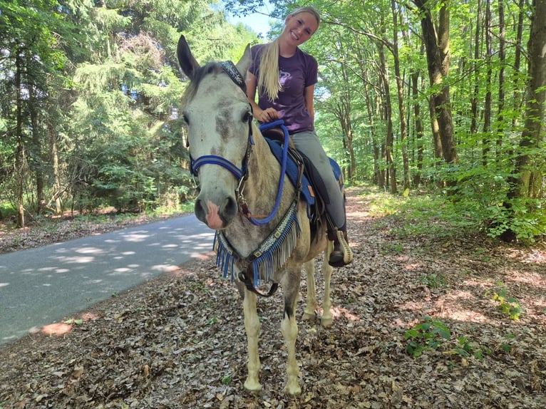 Pintos Ruin 8 Jaar 152 cm Gevlekt-paard in Linkenbach