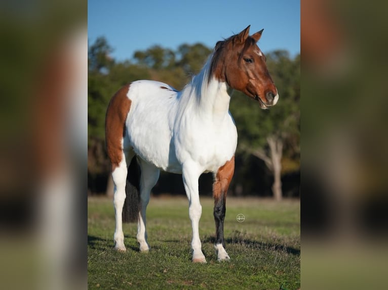 Pintos Ruin 9 Jaar 145 cm Gevlekt-paard in Weatherford