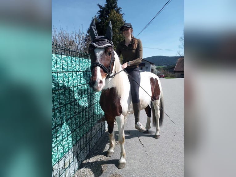 Pintos Ruin 9 Jaar 147 cm Gevlekt-paard in Prackenbach