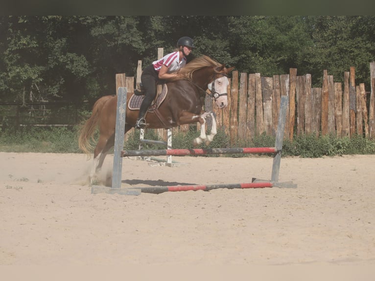 Pintos Mix Ruin 9 Jaar 152 cm Gevlekt-paard in Athens