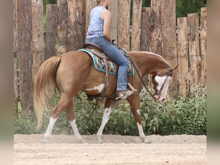 Pintos Mix Ruin 9 Jaar 152 cm Gevlekt-paard in Athens