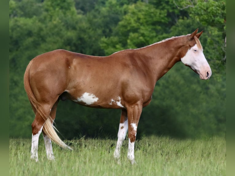 Pintos Mix Ruin 9 Jaar 152 cm Gevlekt-paard in Athens