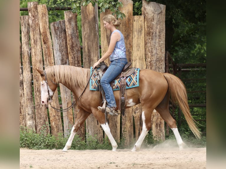 Pintos Mix Ruin 9 Jaar 152 cm Gevlekt-paard in Athens