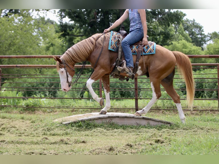 Pintos Mix Ruin 9 Jaar 152 cm Gevlekt-paard in Athens