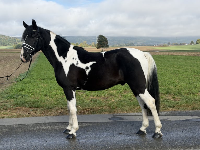 Pintos Mix Ruin 9 Jaar 157 cm Gevlekt-paard in Riedlingen