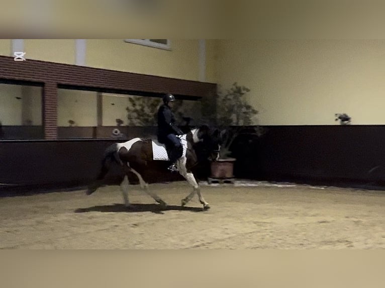 Pintos Mix Ruin 9 Jaar 165 cm Gevlekt-paard in Franzensdorf