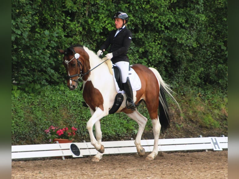 Pintos Ruin 9 Jaar 173 cm Gevlekt-paard in Leer (Ostfriesland)