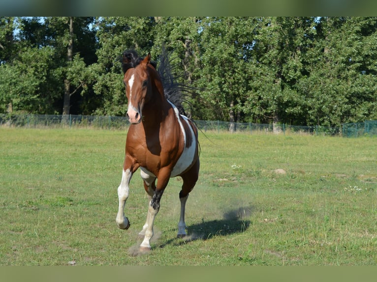 Pintos Semental 15 años 153 cm Tobiano-todas las-capas in Gavere