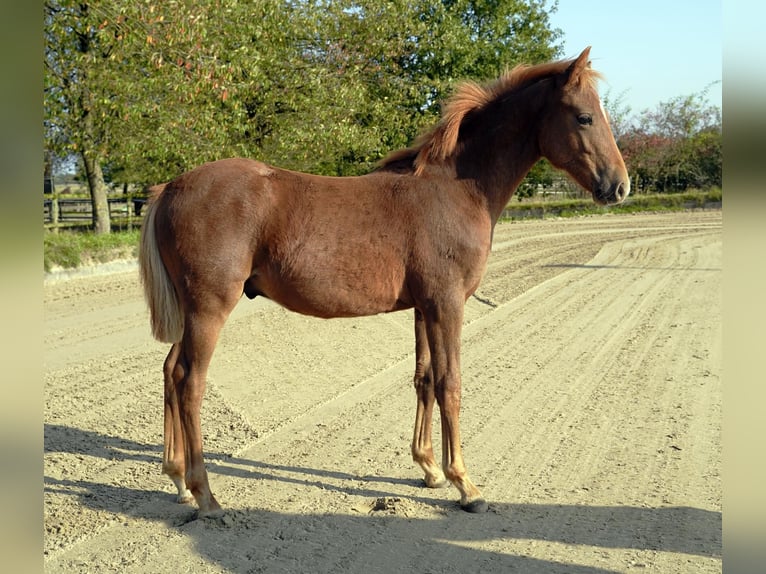 Pintos Semental 1 año 145 cm Alazán in Jesteburg