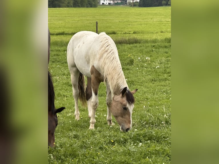Pintos Mestizo Semental 1 año 152 cm Tobiano-todas las-capas in Buchen (Odenwald)