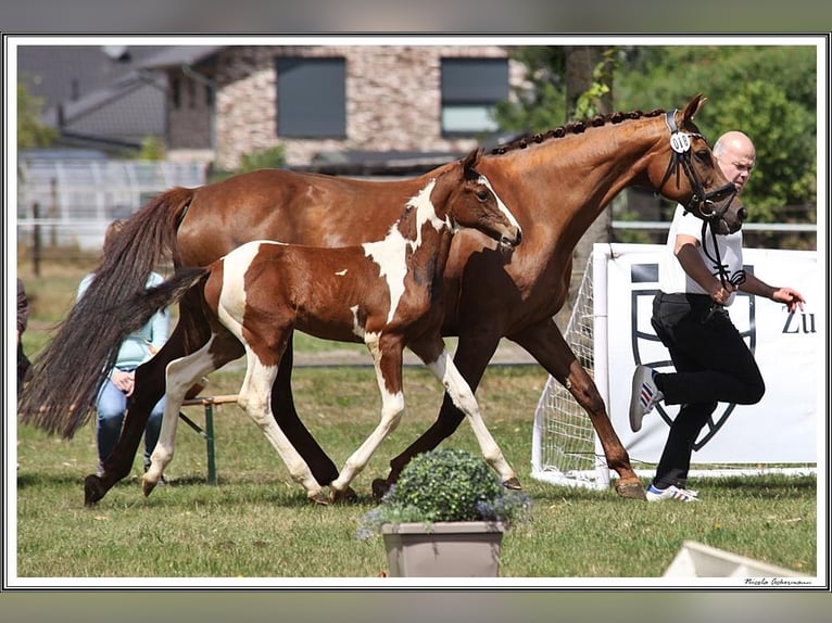 Pintos Semental 3 años 155 cm Pío in WesterstedE
