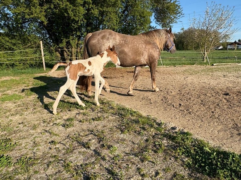 Pintos Mestizo Semental  160 cm Pío in Geretsberg