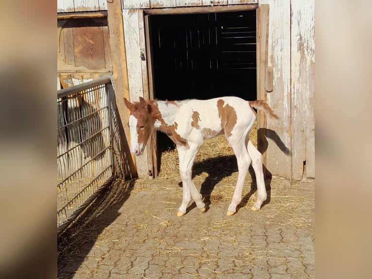 Pintos Mestizo Semental  160 cm Pío in Geretsberg