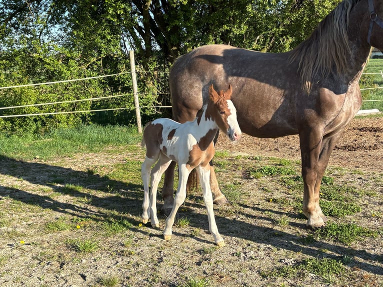 Pintos Mestizo Semental  160 cm Pío in Geretsberg