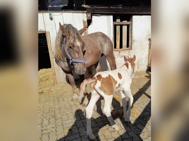 Pintos Mestizo Semental  160 cm Pío in Geretsberg