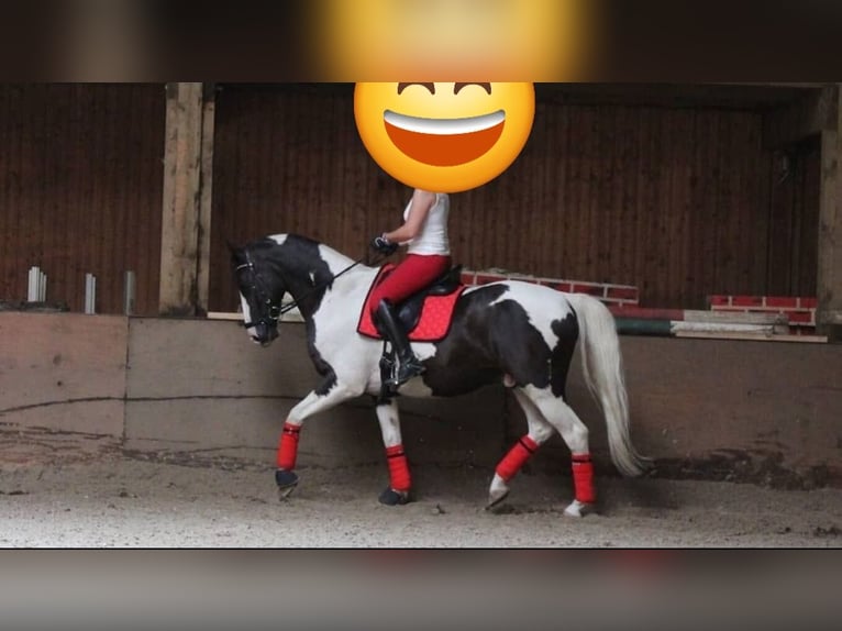 Pintos Mix Stallion 16 years 15,2 hh Pinto in Berlin