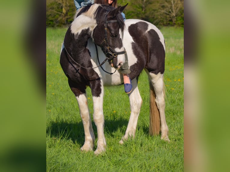 Pintos Mix Stallion 16 years 15,2 hh Pinto in Berlin