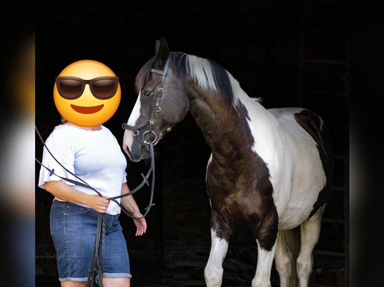 Pintos Mix Stallion 16 years 15,2 hh Pinto in Berlin