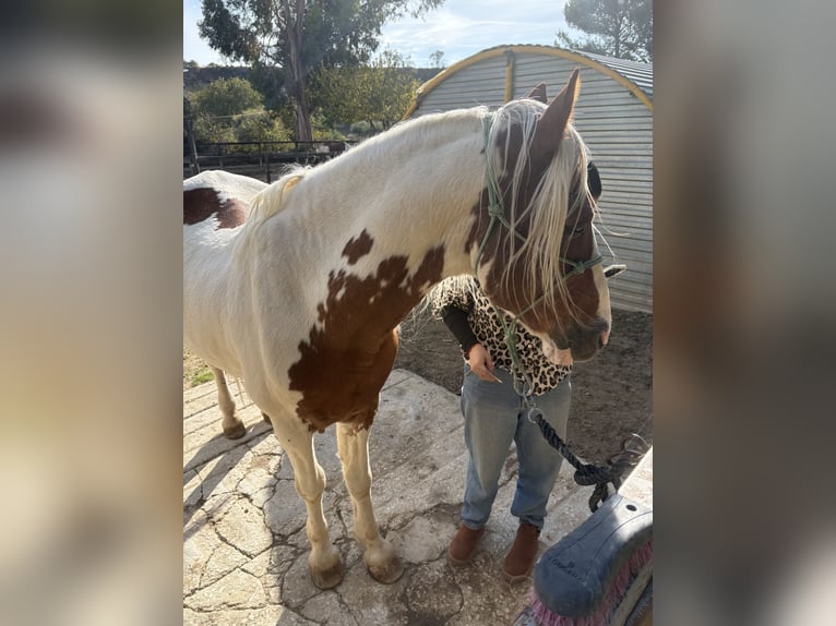 Pintos Mix Stallion 19 years 16 hh Pinto in Gares/ puente la reina