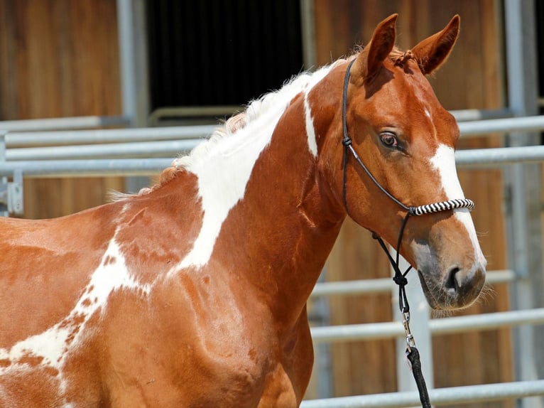 Pintos Mix Stallion 1 year 13.2 hh Pinto in Pér