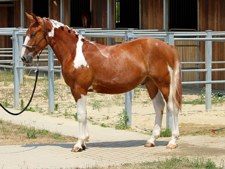 Pintos Mix Stallion 1 year 13.2 hh Pinto in Pér