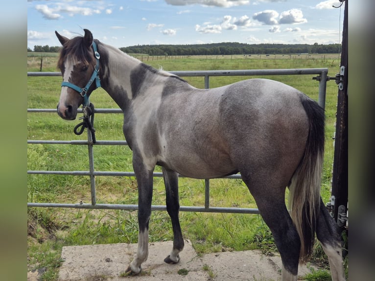 Pintos Mix Stallion 1 year 13,1 hh Can be white in Gnarrenburg