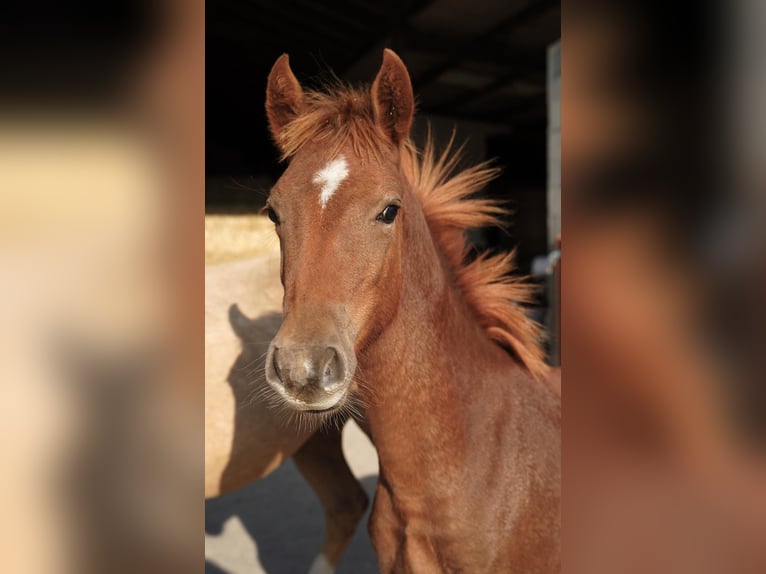 Pintos Stallion 1 year 14.1 hh Chestnut-Red in Jesteburg