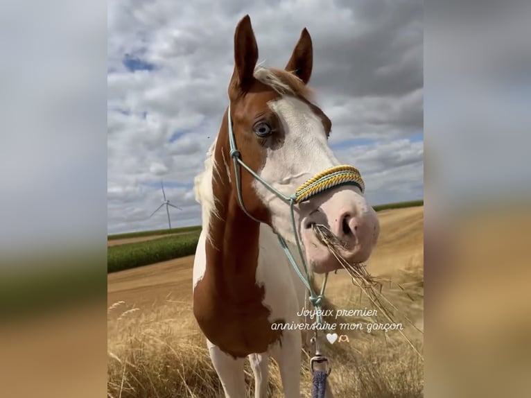 Pintos Stallion 1 year 14.2 hh White in Walincourt