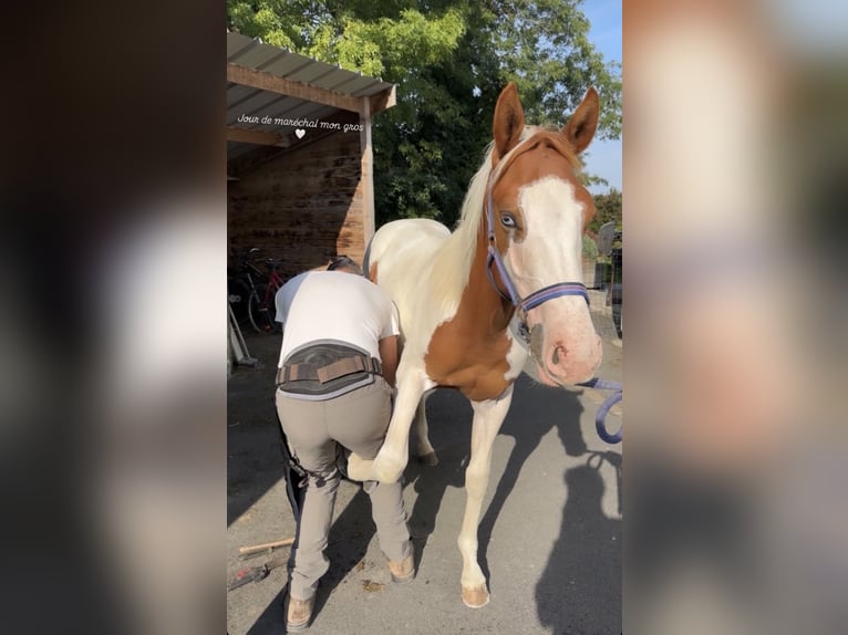 Pintos Stallion 1 year 14.2 hh White in Walincourt