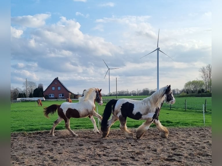 Pintos Stallion 1 year 15,1 hh Pinto in Rees