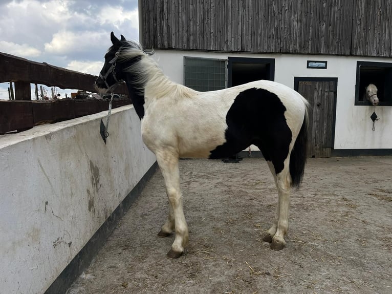 Pintos Stallion 1 year 16.1 hh Pinto in Warstein